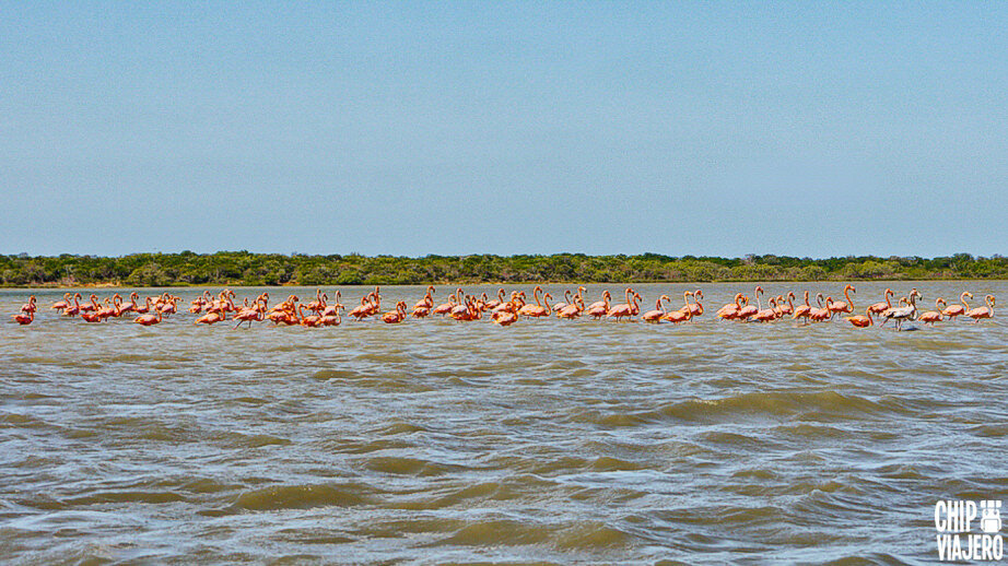 RIOHACHA: ACTIVIDADES Y LUGARES QUE DEBES VISITAR 2 Descubriendo el Santuario de Fauna y Flora Los Flamencos