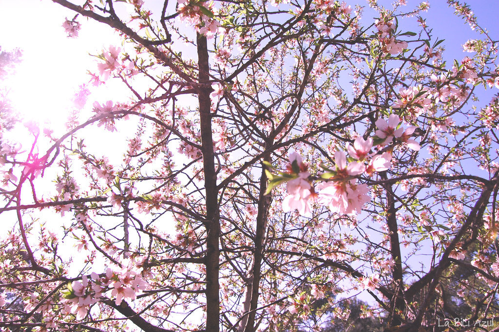 Llegada de la primavera según el calcetín de David 3 Señales de la primavera en la naturaleza