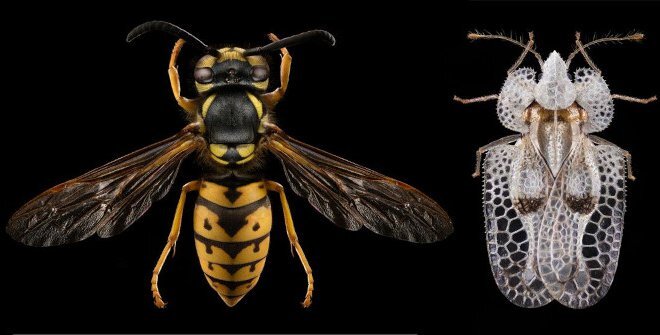 Animales en La Vuelta al Mundo y su diversidad global 2 Descubriendo la fauna urbana en Nueva York