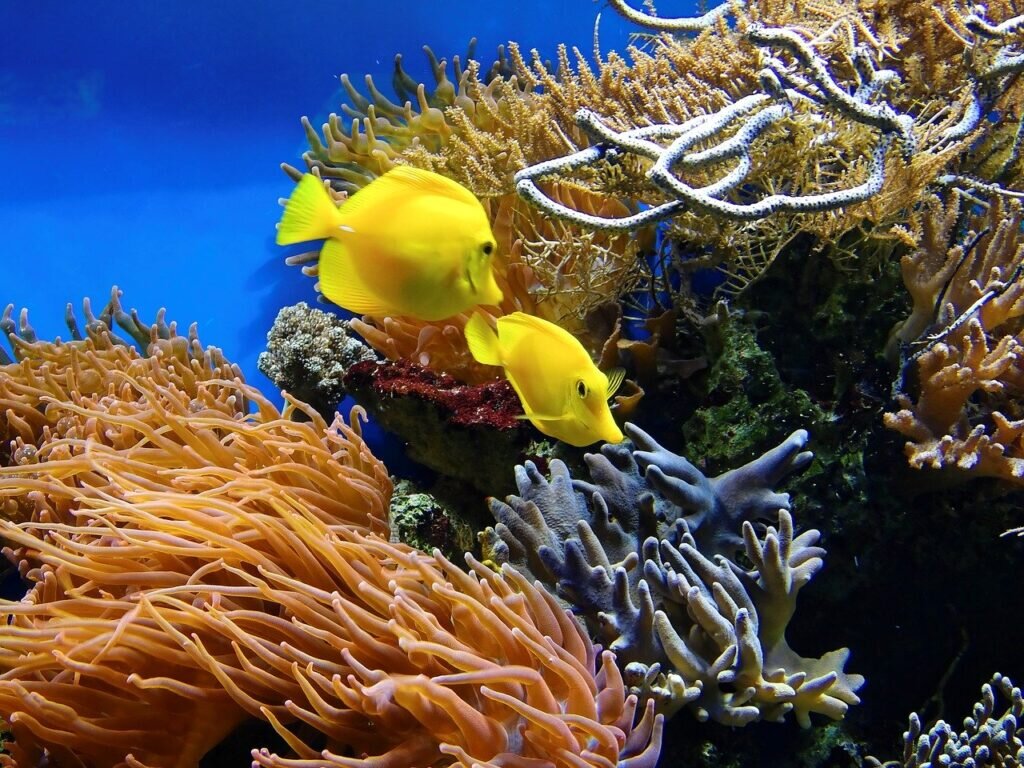 Animales en La Vuelta al Mundo y su diversidad global 3 La maravilla de los arrecifes de coral en el Mar Rojo